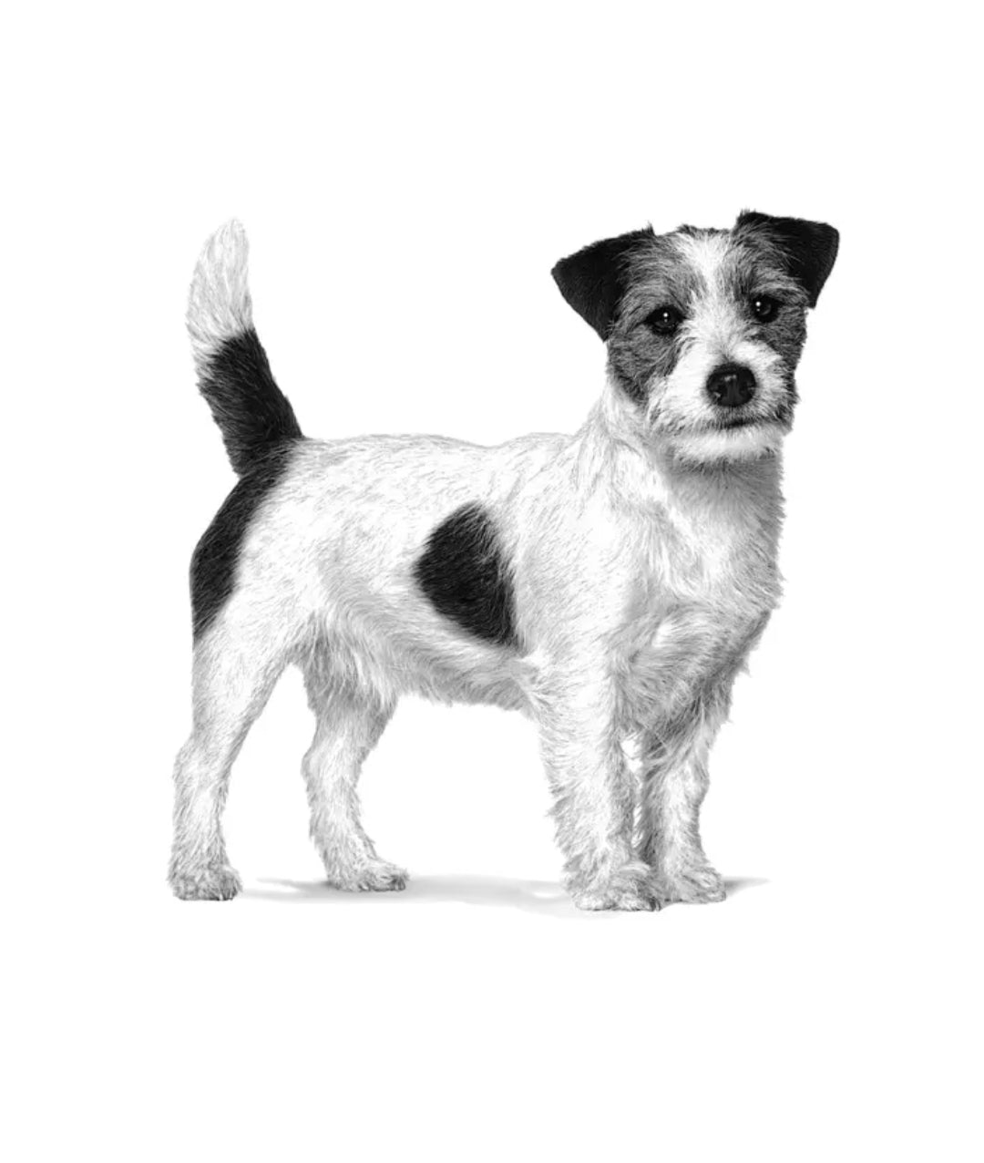 Royal Canin Skintopic Perro Pequeño