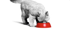 Gato