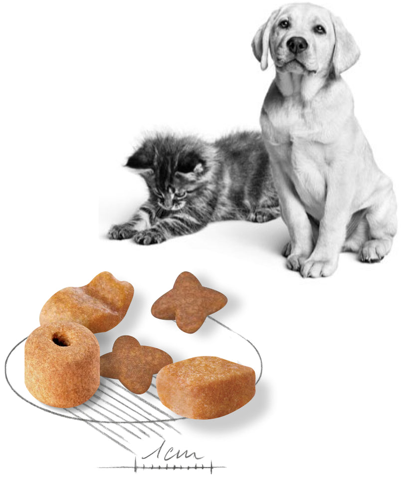 La salud de tus perros y gatos es nuestra prioridad