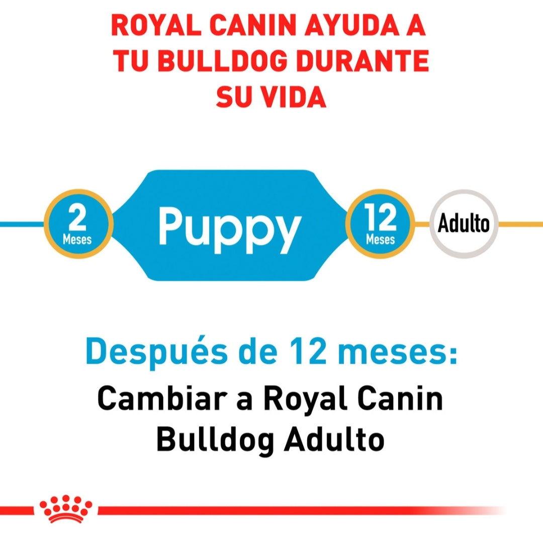 Royal Canin Bulldog Inglés Cachorro
