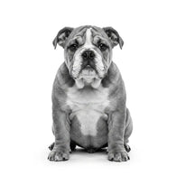 Royal Canin Bulldog Ingles