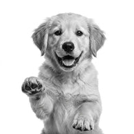 Royal Canin Cachorros Raza Grande