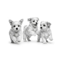 Royal Canin Cachorros Raza Pequeña