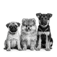Royal Canin Cachorro