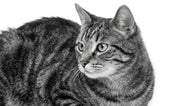Royal Canin Dental Gato