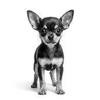 Royal Canin Chihuahua