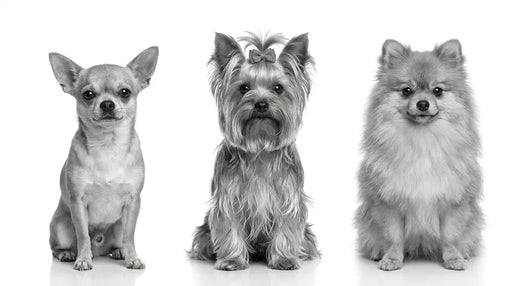 Royal Canin Razas Pequeñas
