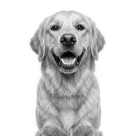 Royal Canin Dental Perro