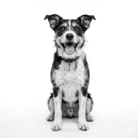 Royal Canin Early Cardiac
