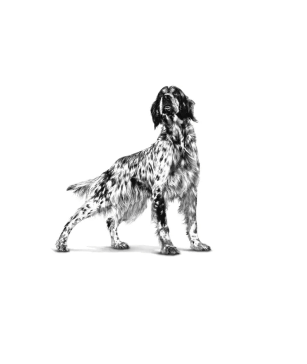 Royal Canin Early Cardiac