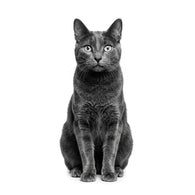 Royal Canin Gastrointestinal Gatos