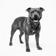 Royal Canin Weight Control Large Dog