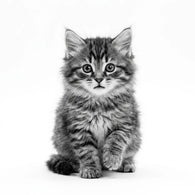 Royal Canin Kitten
