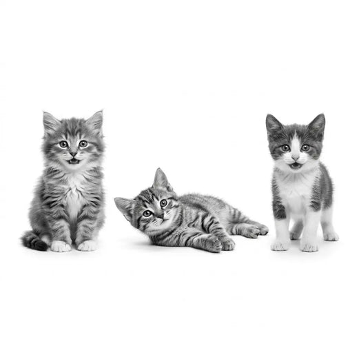 Royal Canin Kitten