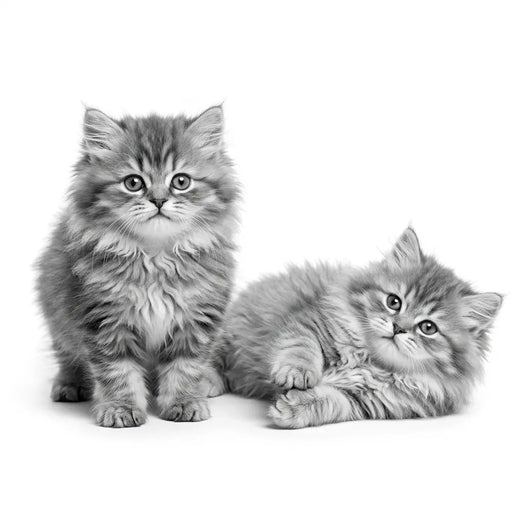 Royal Canin Persa Kitten