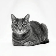 Royal Canin Indoor 7+ Gato