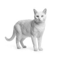 Royal Canin Gato Adulto