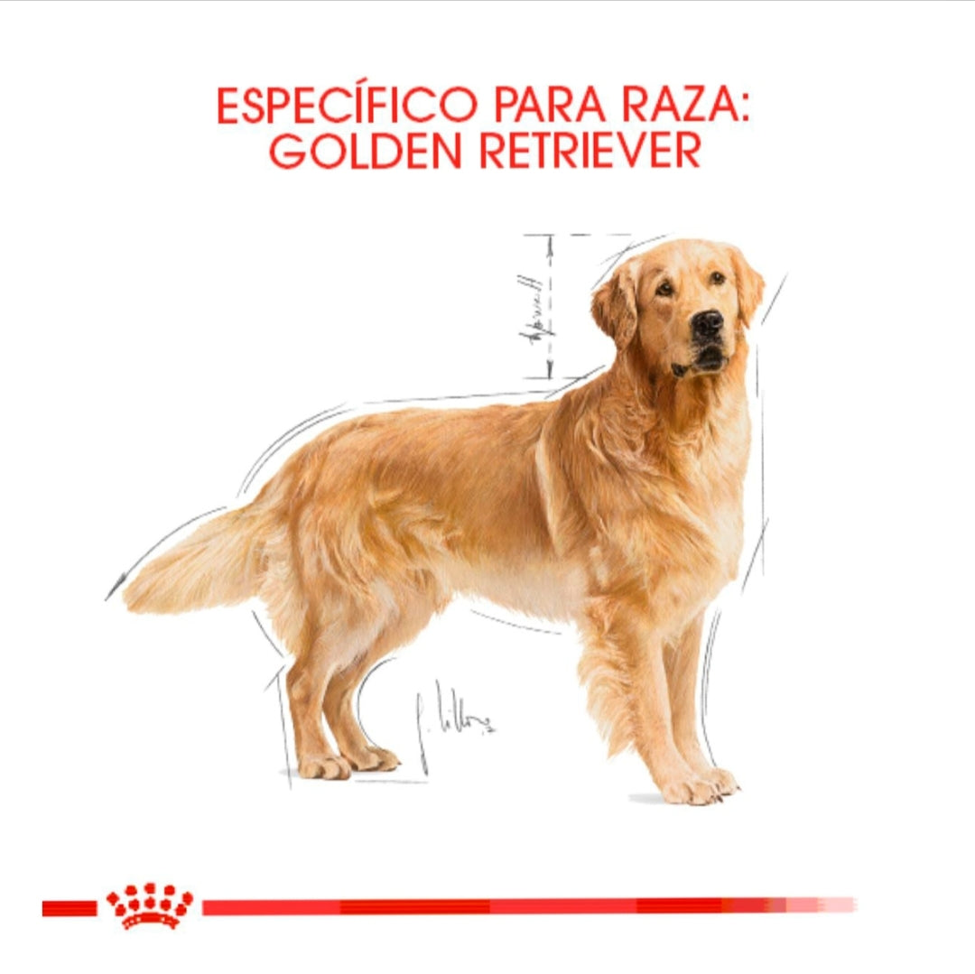 Royal Canin Golden Retriever Adulto