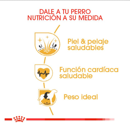 Royal Canin Golden Retriever Adulto