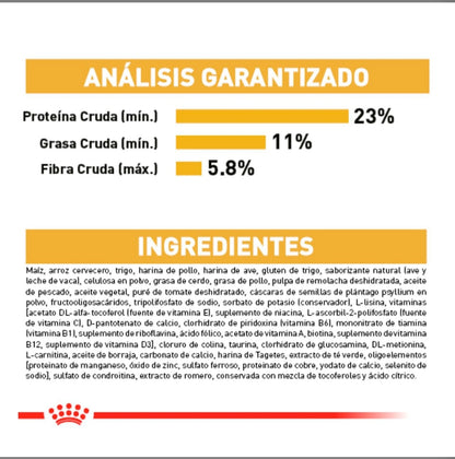 Royal Canin Golden Retriever Adulto