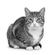 Royal Canin Hidrolizado Gato