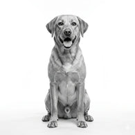 Royal Canin Hidrolizado Perro