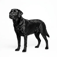 Royal Canin Labrador