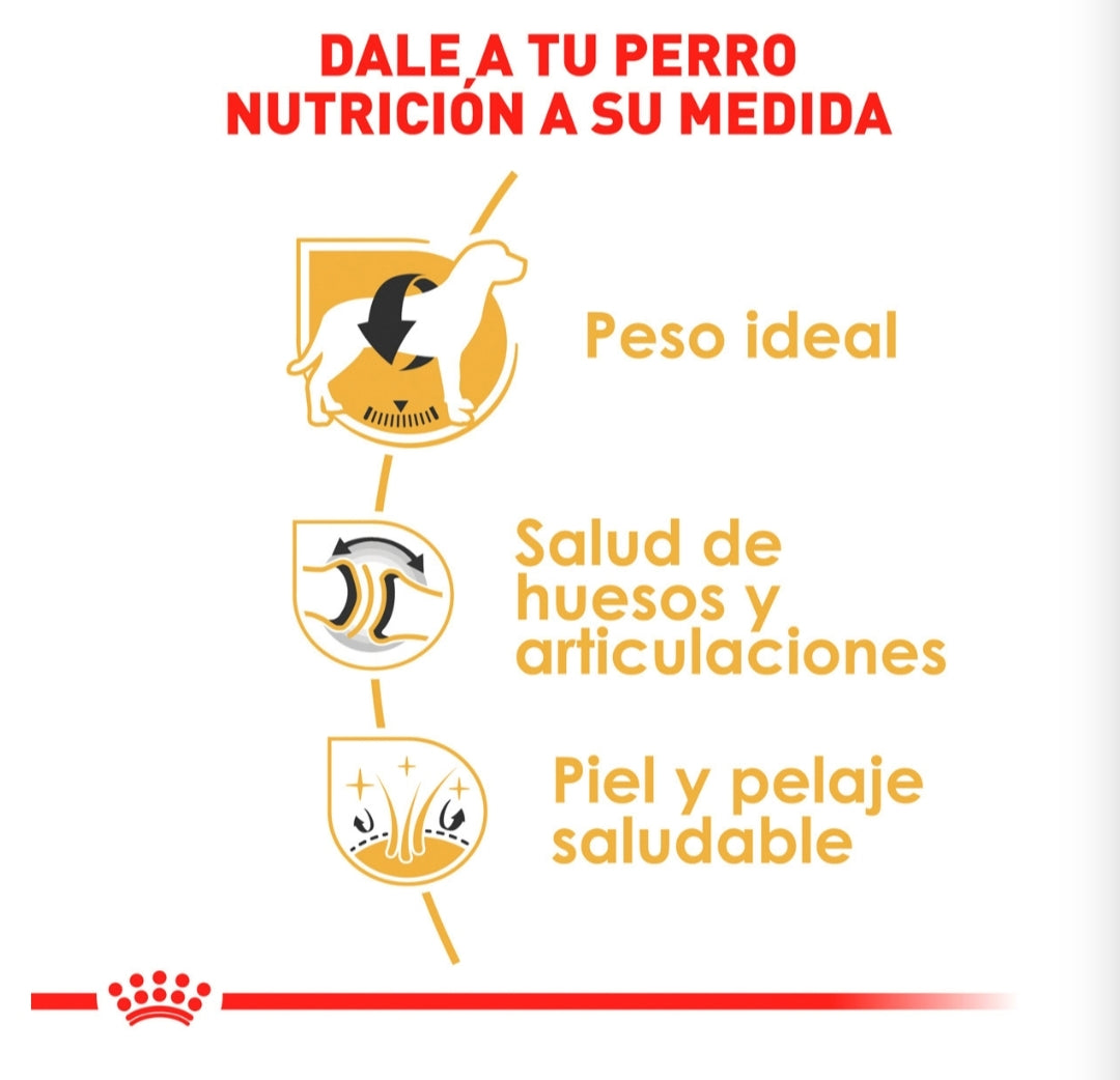 Royal Canin Labrador Adulto