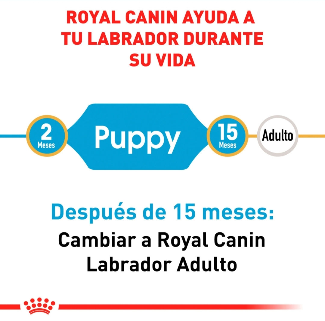 Royal Canin Labrador Puppy