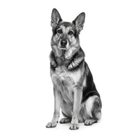 Royal Canin Mature