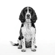 Royal Canin Medium