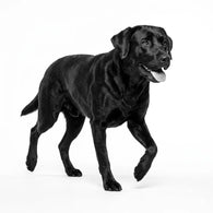 Royal Canin Mobility / Articular