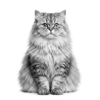 Royal Canin Persa