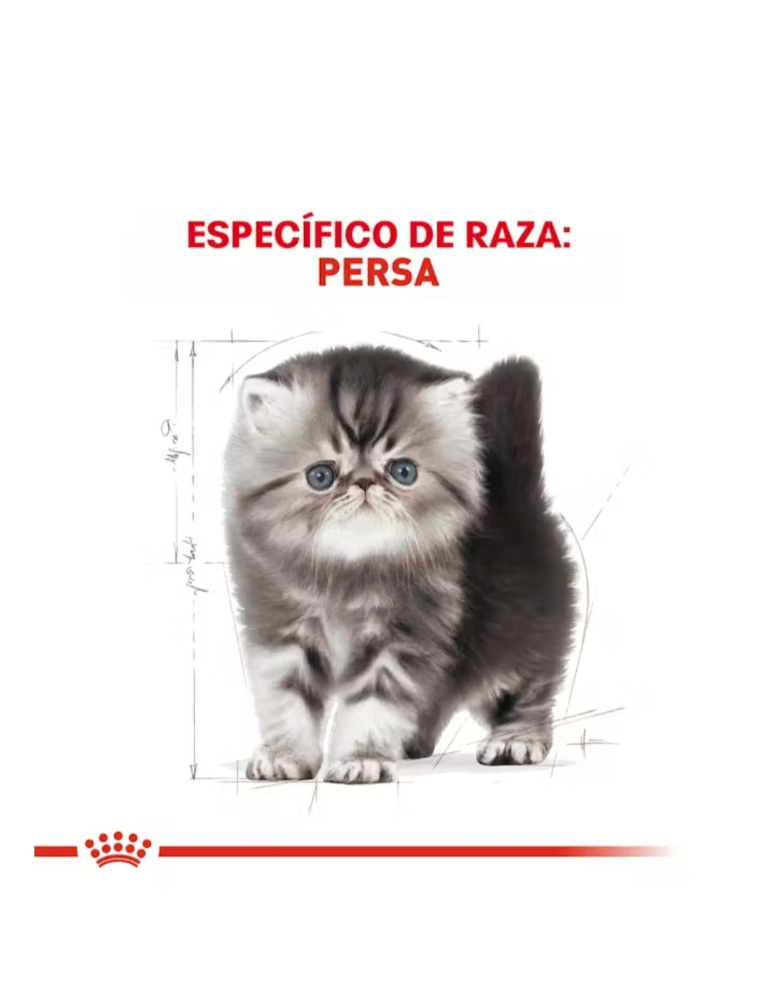 Royal Canin Persa Kitten