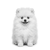 Royal Canin Pomerania