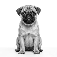 Royal Canin Pug