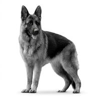 Royal Canin Raza Grande