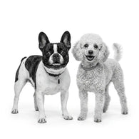 Royal Canin Razas Pequeñas