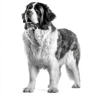Royal Canin Perro Raza Gigante Adulto