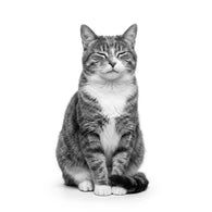 Royal Canin Satiety Support Gato