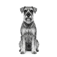 Royal Canin Schnauzer