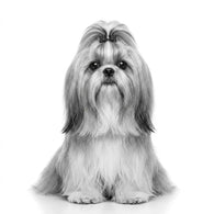 Royal Canin Shih tzu