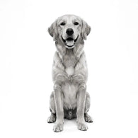 Royal Canin Skintopic