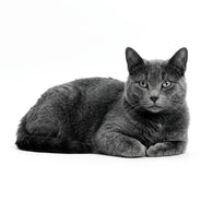 Royal Canin Urinary Gatos