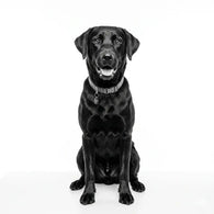 Royal Canin Urinary SO Perros
