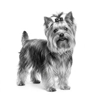 Royal Canin Yorkshire