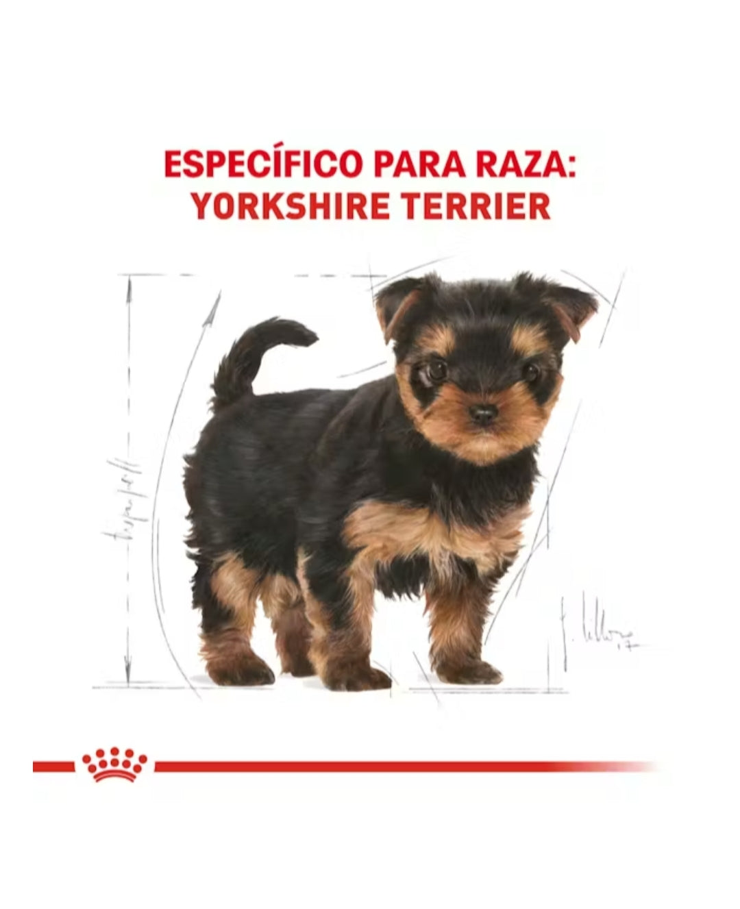 Royal Canin Yorkshire Cachorro
